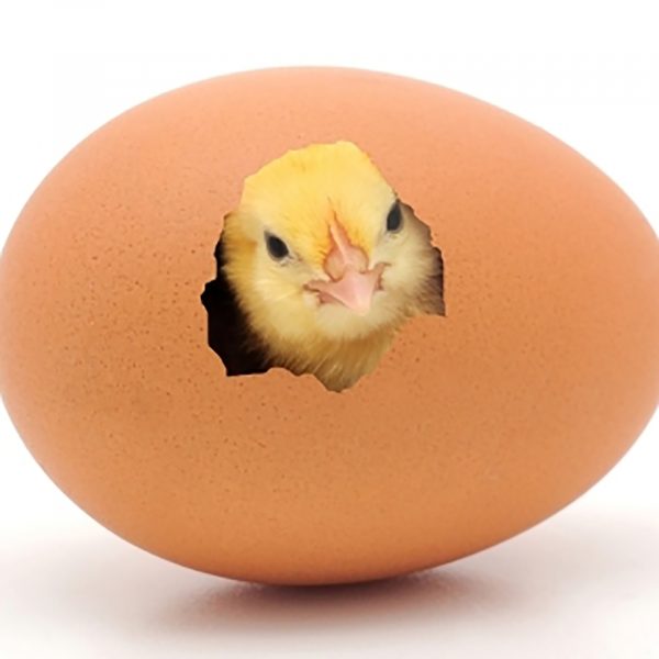 Chick-hatching