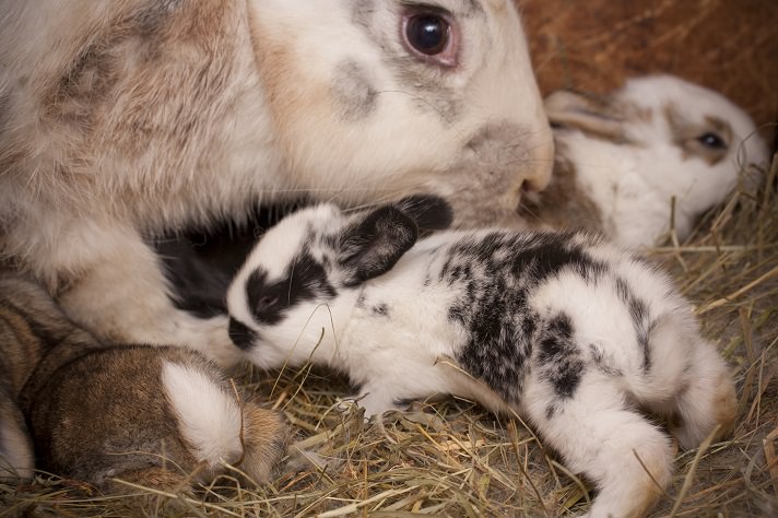 The Life Cycle Of Rabbit ( Bunny ) 