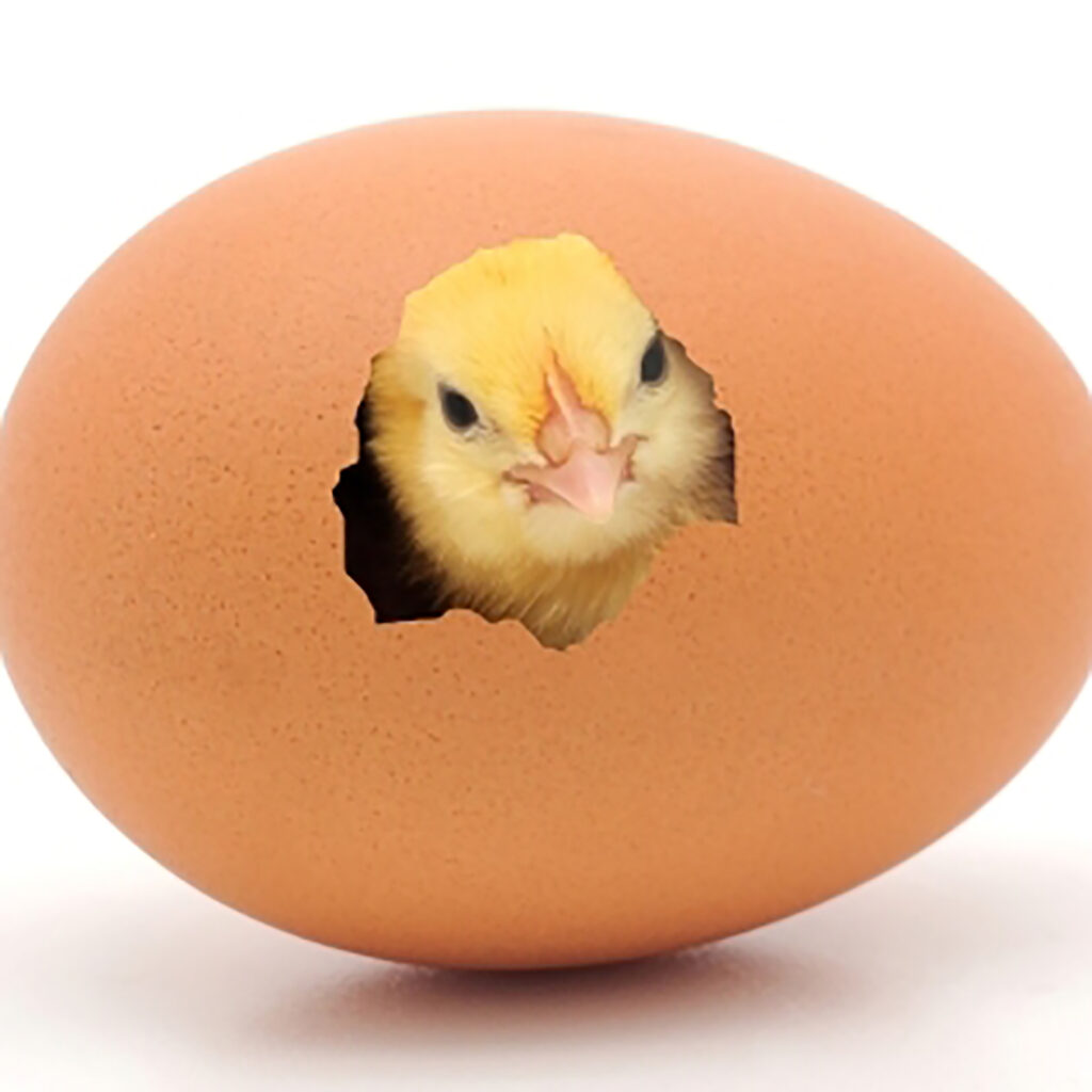 chick-hatching