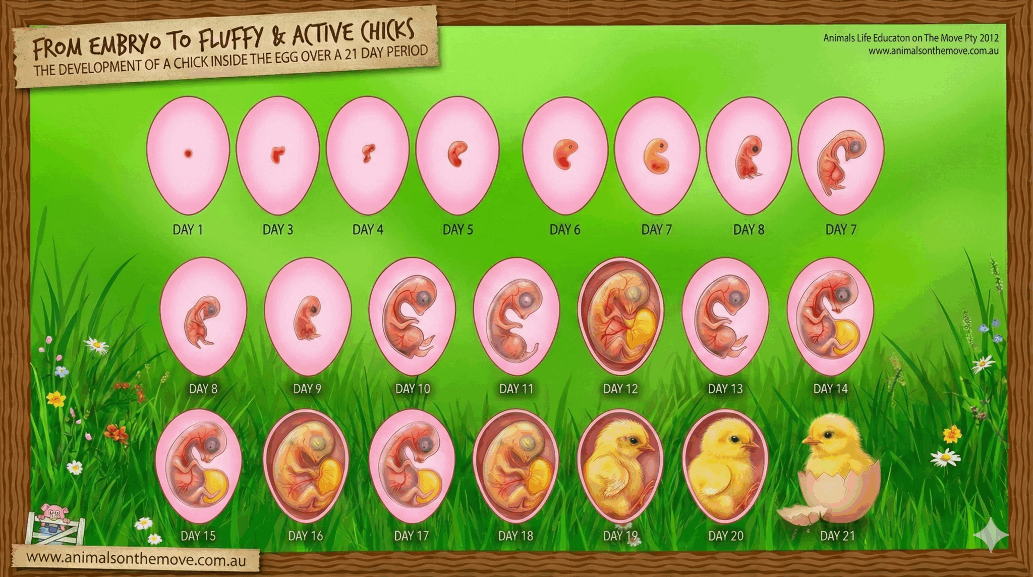 Animals on the Move – Chicken Hatching