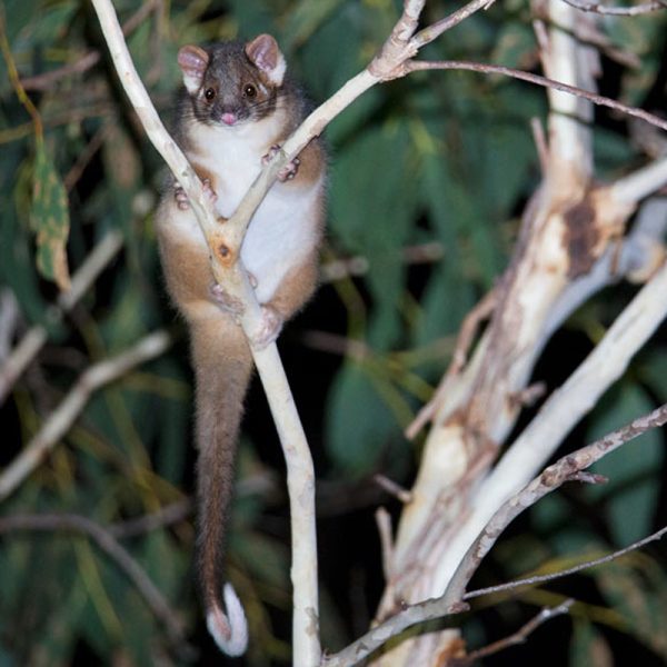 Ringtail-possum-1